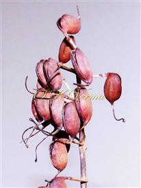 Fruits (Follicles)